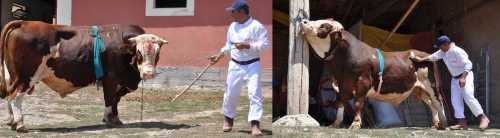 Türkiye'nin Rekor Boğası Çorum'dan çıktı