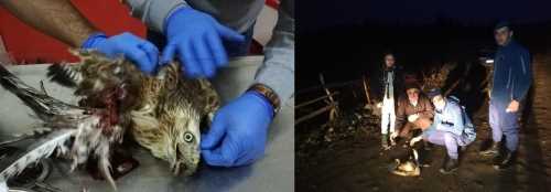 Yarlı şahine asker şefkati 