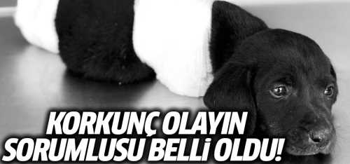 Yavru Köpeğe yapılan  Korkunç olayın sorumlusu belli oldu