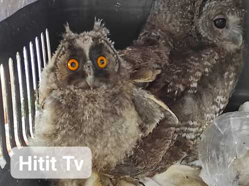 Yavru Puhu ve Baykuş koruma altına alındı