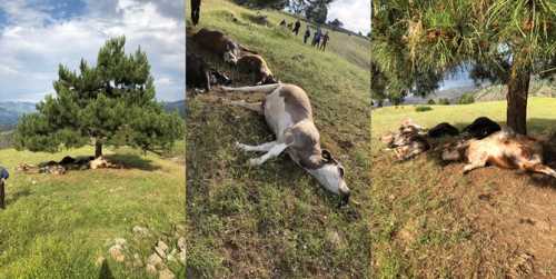 Yıldırım düşmesi sonucu 8 büyükbaş hayvan telef oldu