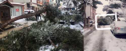 Yoğun Kar yağışı ağacı kökünden söktü  