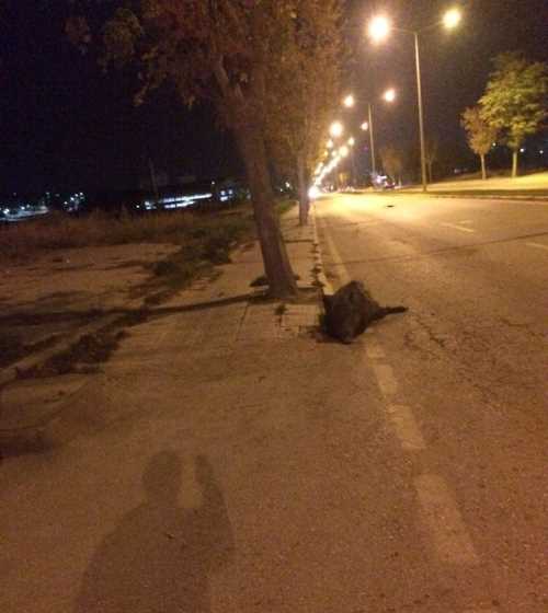 YOLDA İLERLEYEN OTOMOBİL DOMUZA ÇARPTI