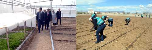 Yükümlüler cezalarını sebze üreterek çekiyorlar 