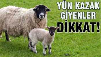 Yün kazak giyiyorsanız dikkat!