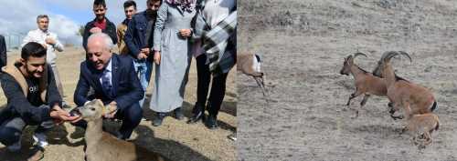 Zeki Gül,"Karacalar doğal ortamına bırakıldı"