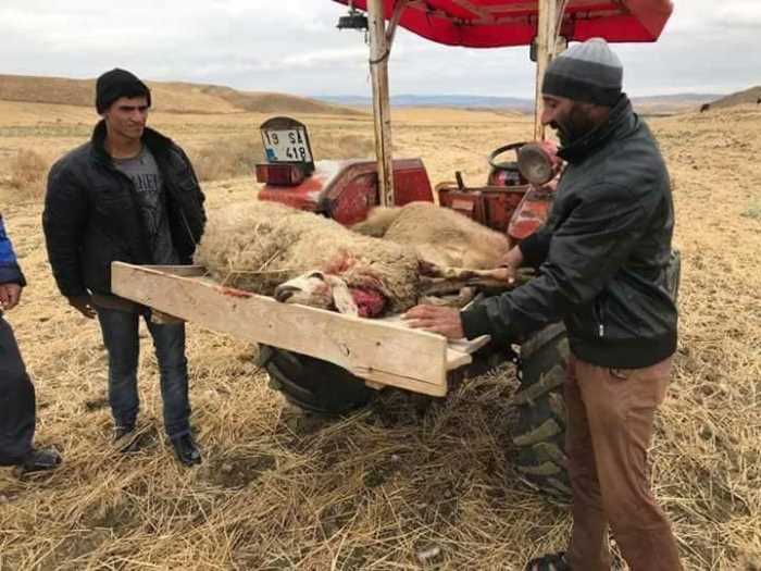 Aç kalan Kurtlar Koyunlara saldırdı