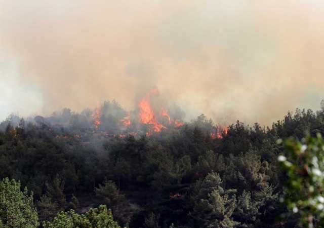 Aydın ve Karabük'te orman yangını çıktı