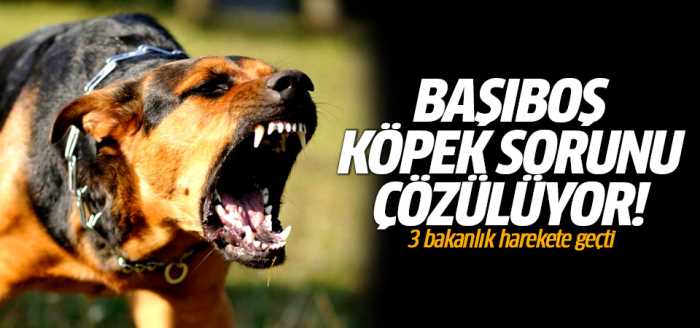 Başıboş sokak köpeği sorunu çözülüyor!