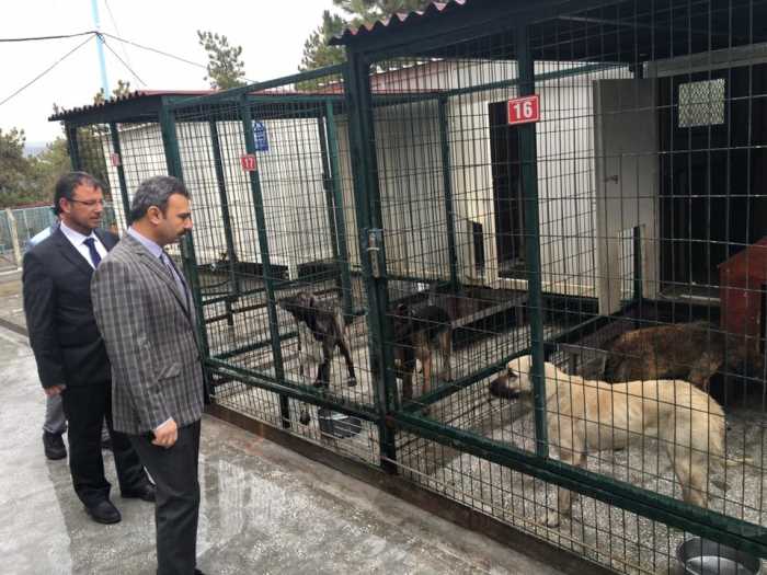 BAŞKAN KÜLCÜ'NÜN HAYVAN SEVGİSİ