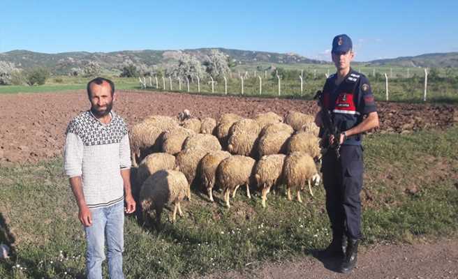 Boğazkale'de Kayıp olan koyunları Jandarma buldu
