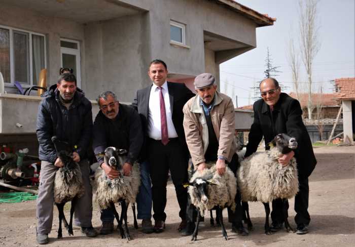 Boğazkale'de Romanov Koyunu Dağıtıldı