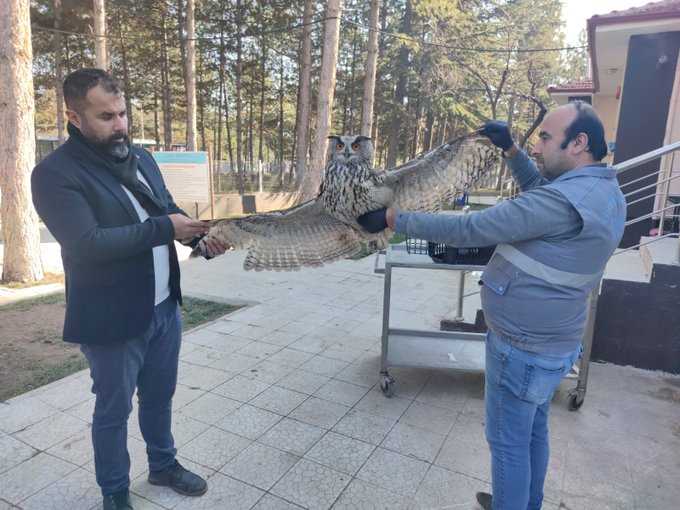 Bulunan puhu kuşu tedavi altına alındı