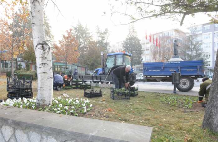 Çorum 160 bin Menekşeler İle Renklendi