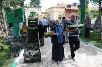 ÇORUM Belediyesin’den mezarlıklara 45.000 ücretsiz çiçek