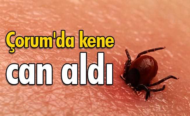 Çorum'da  Kene can aldı 