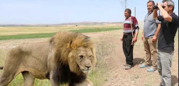 Çorum’da aslan görülme ihtimali sıfır hatta eksi