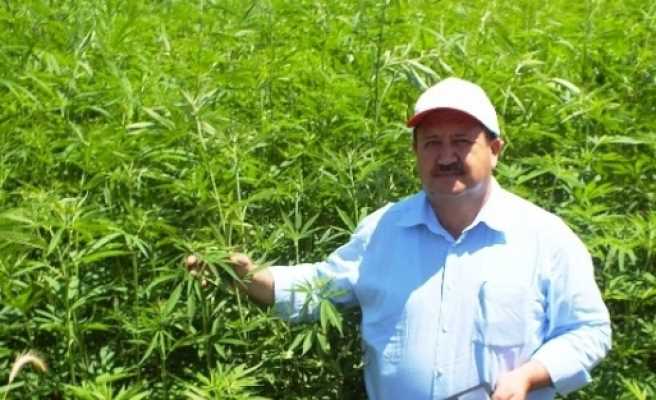 Çorum'da Endüstriyel Kenevir Ekildi