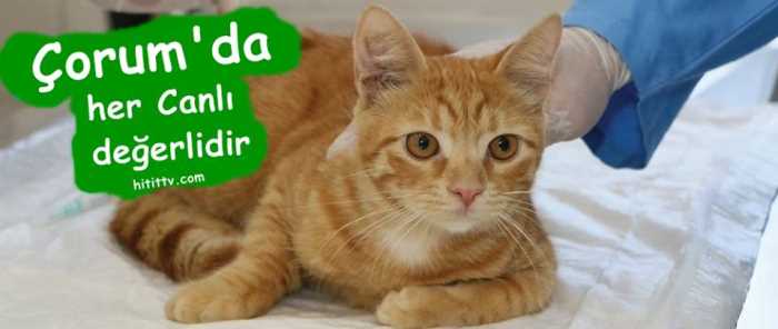 Çorum'da her canlı  değerlidir