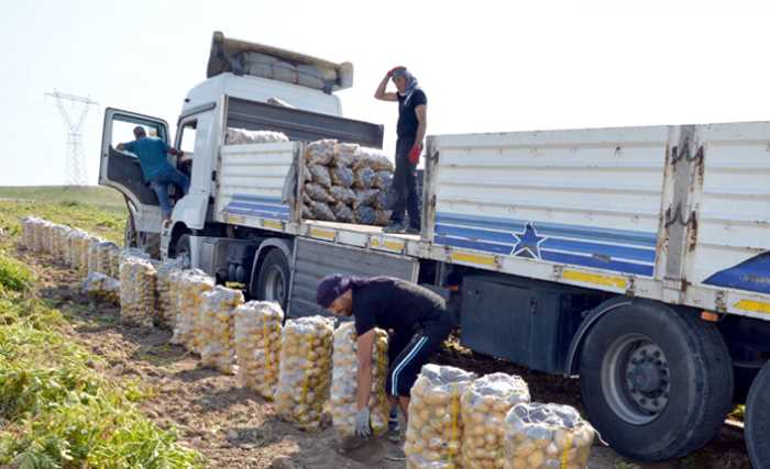 Çorum’da patates hasadı başladı