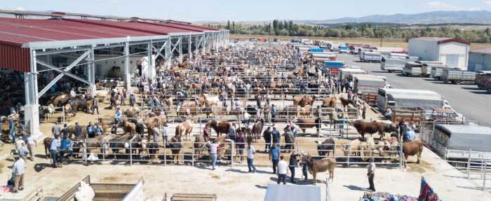Çorum Hayvan Pazarı 8 Ekim’de açılıyor