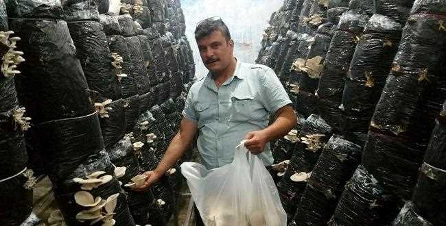 Çorum Kargı'da İstiridye Mantarı Üretiliyor
