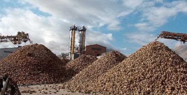 Çorum Şeker Fabrikası Küspe satışına başladı