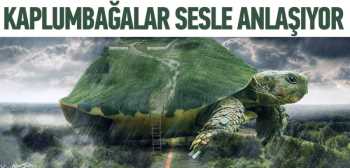 Dev kaplumbağalar sesle anlaşıyor