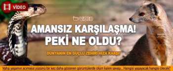 Firavun Faresi Kobra'ya karşı kim kazanacak İzle