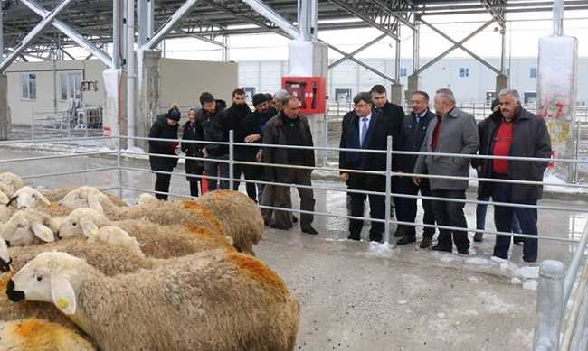 Genç Çifçilere Küçükbaş Hayvan Desteği 
