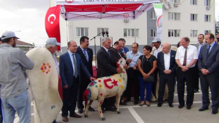 Hayvancılığı Geliştirme Projesi Kapsamında Çorum'da 170 Koç Teke Kura ile dağıtıldı