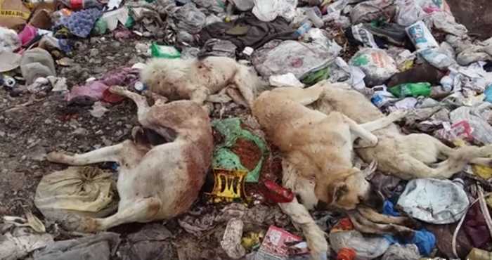 İskilip'te Köpek Katliamı!