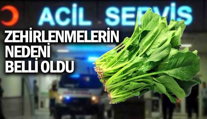 Ispanak zehirlenmesinde yabancı ot 