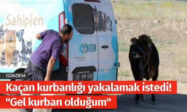 Kaçan kurbanlığa böyle seslendi "Gel kurban olduğum"