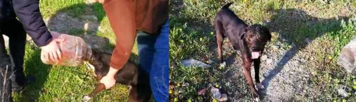 Kafası bidona sıkışan köpeği vatandaşlar kurtardı  