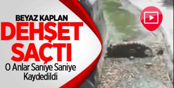Kaplan Genci Böyle yiyerek Öldürdü