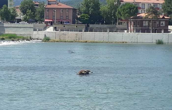 Kızılırmak'ta hayvana ait leş tepki çekti