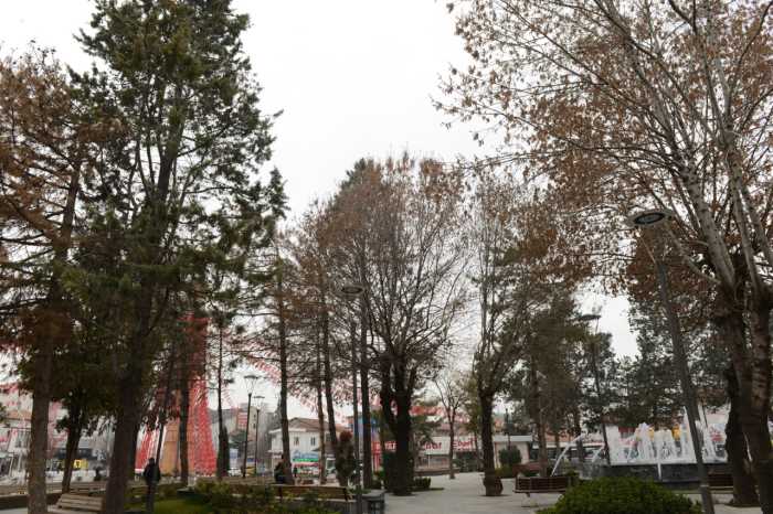 Kuruyan Ağaçların Yerine Yenisi Dikilecek