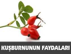 KUŞBURNU BİTKİSİNİN FAYDALARI
