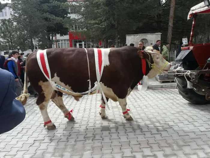 Mehmetçik İçin Alınan Kurbanlıklar Çorum'dan Yola çıktı