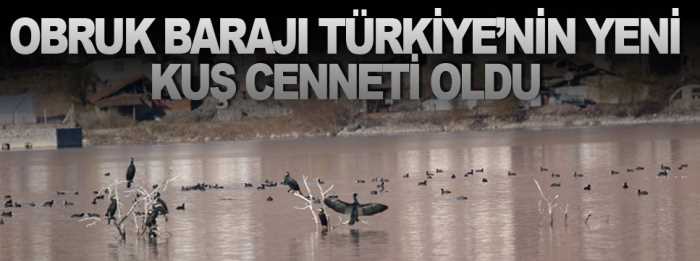 Obruk Barajı, Bölgenin yeni kuş cenneti oldu