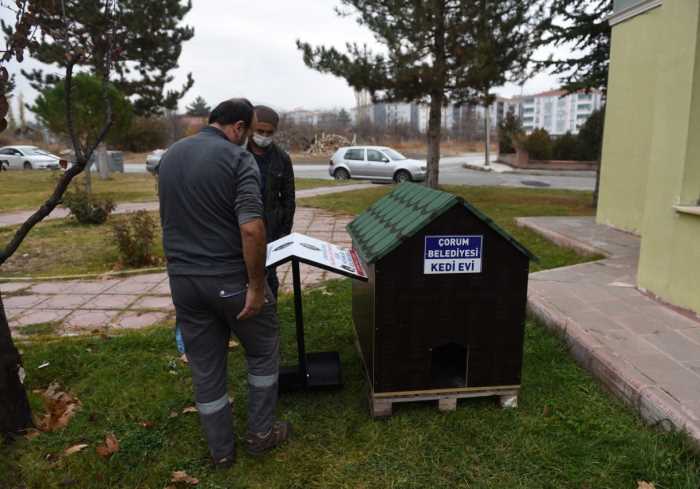 Sokağın hayvanına başkan sahip çıktı