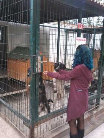 SOKAK KÖPEĞİNE YÜRÜTEÇ YAPILDI