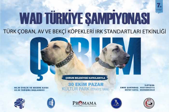 Türk çoban köpeği ırkları, podyuma çıkacak!
