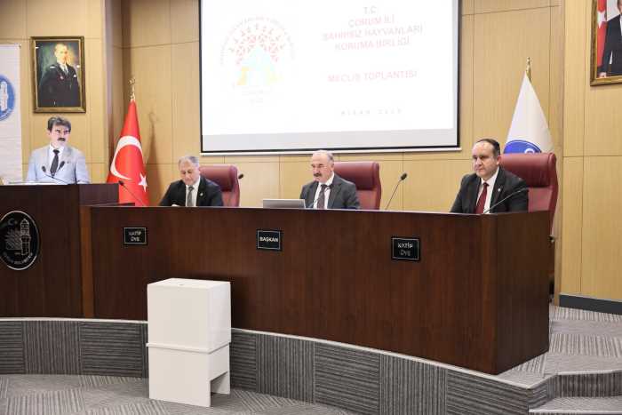 Vali Çalgan Sokak Hayvanları Gündemimizden Kalkacak!