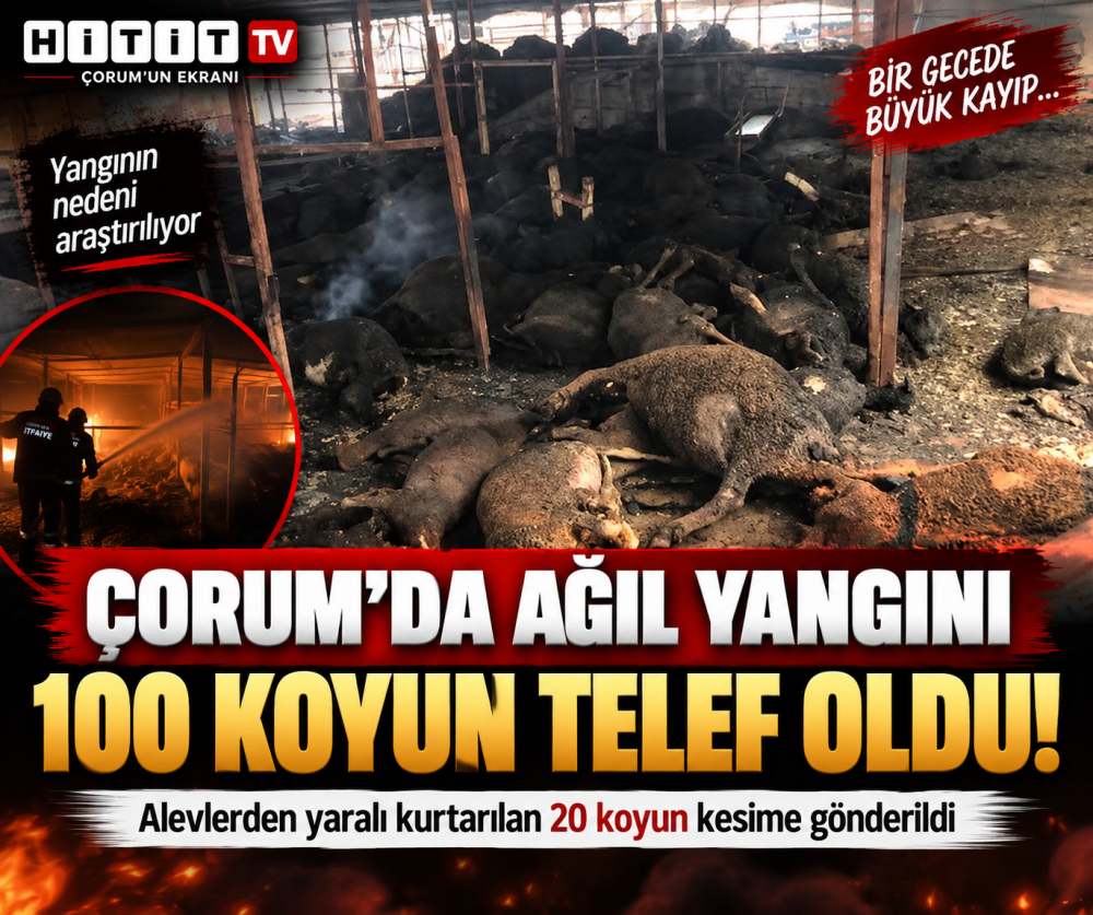 Çorum’da Ağılda Büyük Yangın 100 Koyun Telef Oldu!