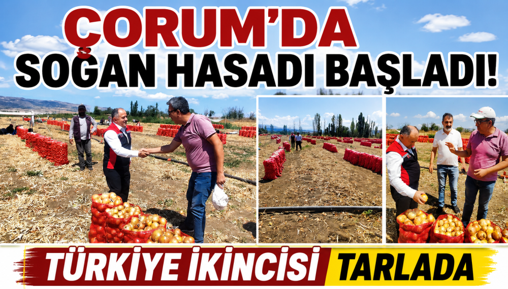 Çorum’da Kuru Soğan Hasadı Başladı